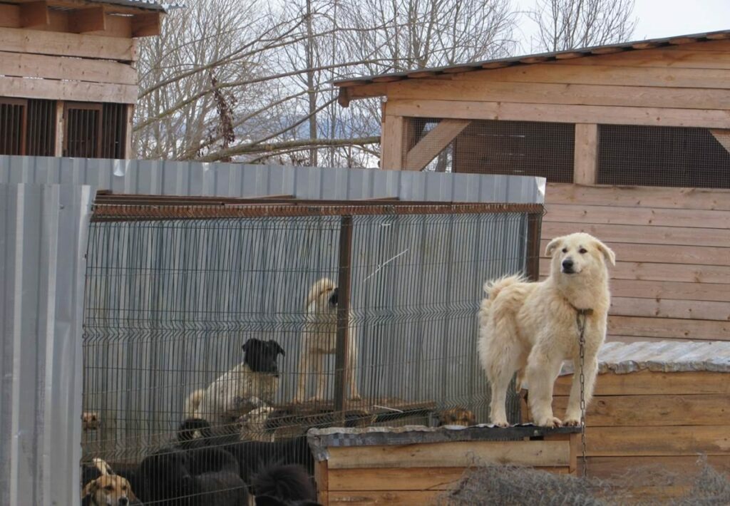 В Тверской области женщине, которая в одиночку содержит приют для 300 собак, пришли на помощь школьники