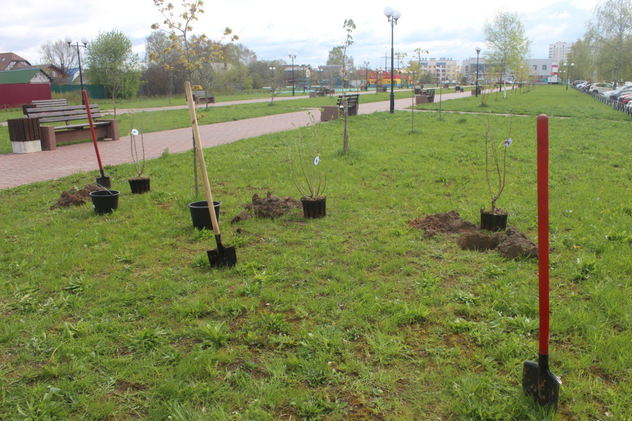 В Тверской области в рамках акции «Сад Памяти» высажено свыше 3 млн саженцев и сеянцев деревьев
