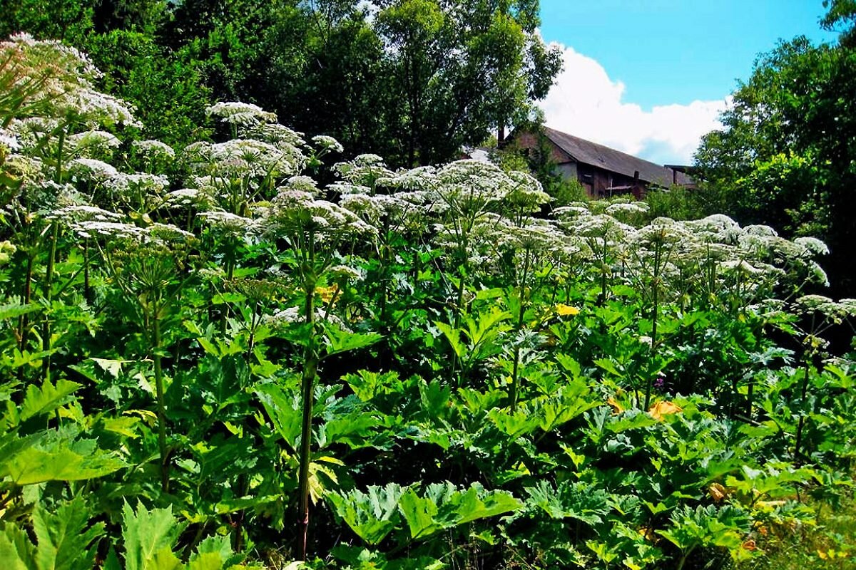 Ядовитый борщевик сосновского. Борщевик как он выглядит. Борщевик сосновского. Борщевика сосновского (heracleum sosnowskyi). Сорняк борщевик сосновского.